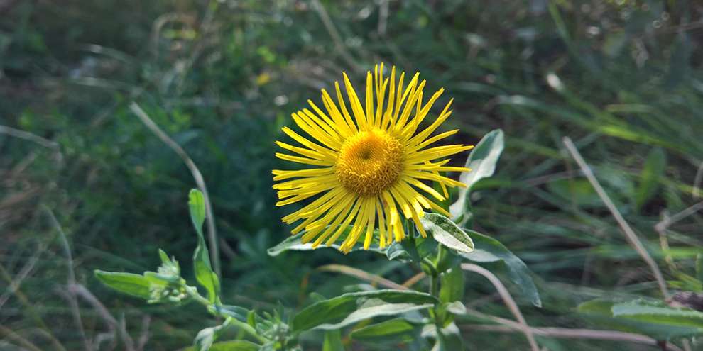 За вход в Ботанический сад Екатеринбурга будут брать деньги