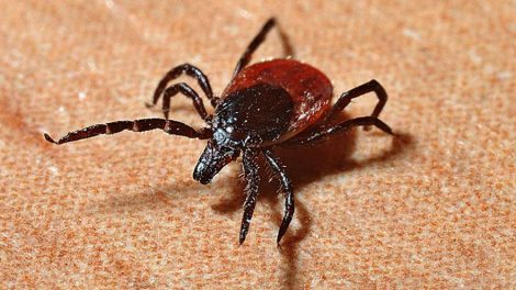 К началу недели в травмпункты обратились 15 тысяч покусанных клещами