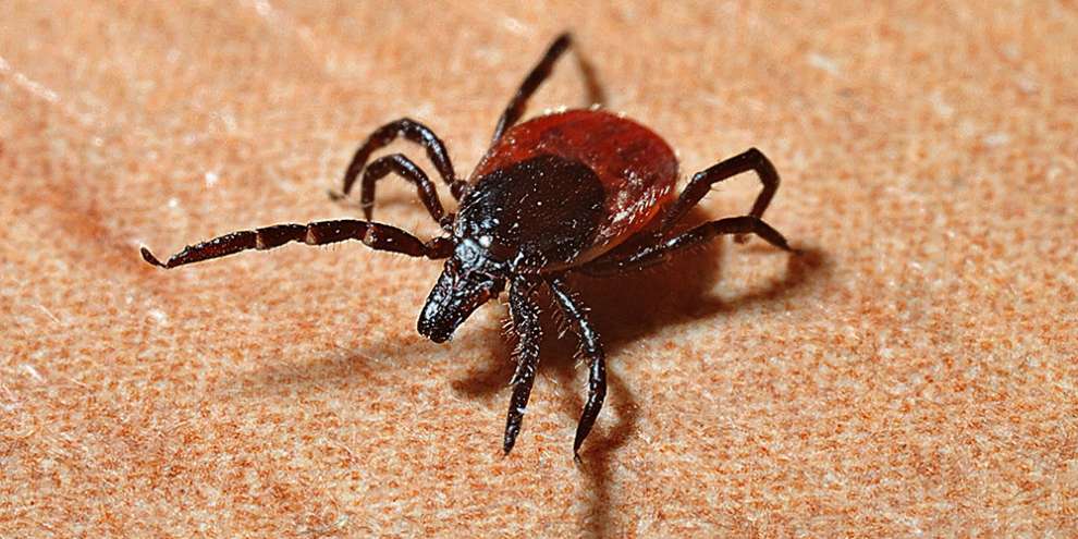 К началу недели в травмпункты обратились 15 тысяч покусанных клещами