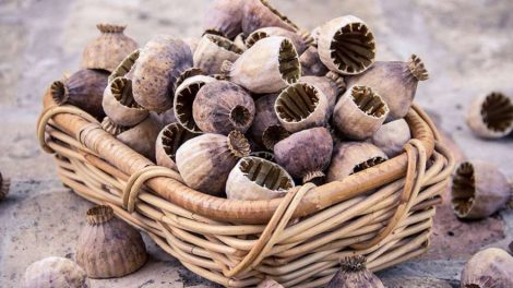 Татьяна Москалькова предложила убрать мак из списка наркотических веществ