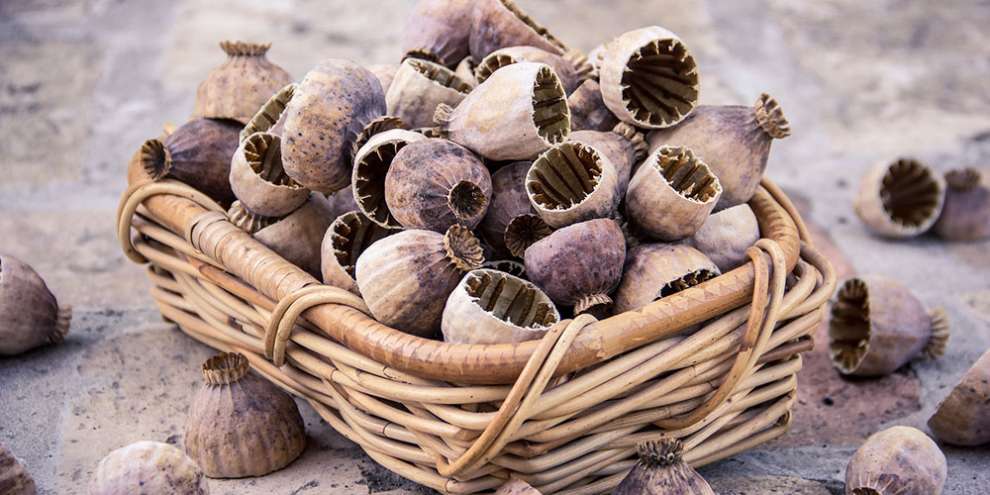 Татьяна Москалькова предложила убрать мак из списка наркотических веществ