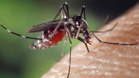 Россиян предупредили об угрозе смертельных лихорадок из-за комаров