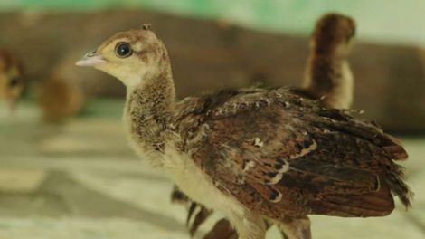 В Екатеринбургском зоопарке родились павлинята (ФОТО)