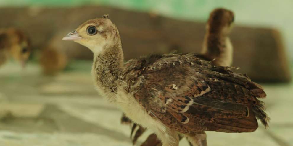 В Екатеринбургском зоопарке родились павлинята (ФОТО)