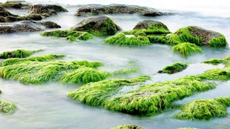 Уральские ученые разрабатывают экологичное топливо на основе водорослей