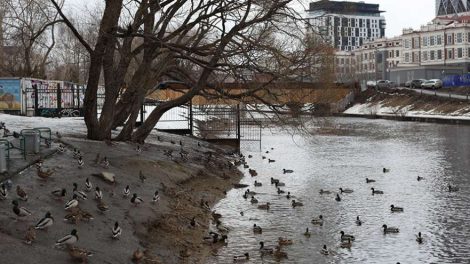 В дендрарий у «Гринвича» появится еще один вход