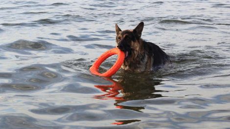 На проект по очистке Шарташа выделят 8,5 млн. рублей