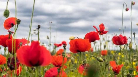 За выросший на огороде мак 59-летнему трактористу могут дать 10 лет