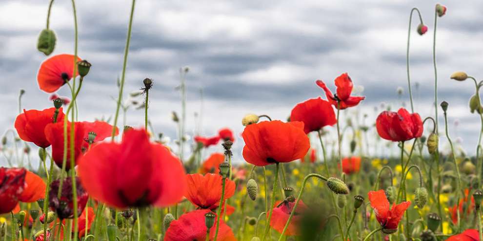 За выросший на огороде мак 59-летнему трактористу могут дать 10 лет