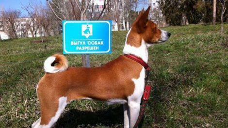 Стали известны штрафы для собачников за выгул собак