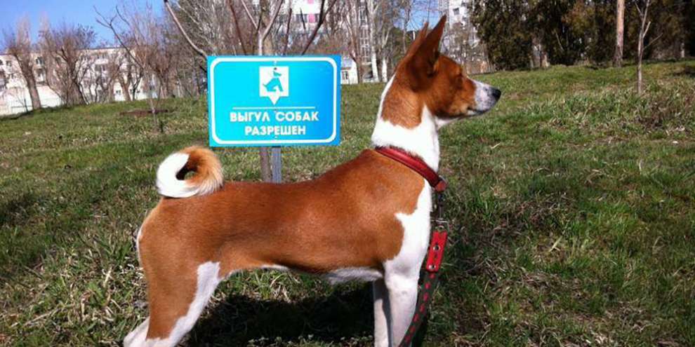 Стали известны штрафы для собачников за выгул собак
