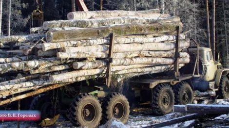 За год у черных лесорубов на Урале изъяли древесины на 13 млн. рублей