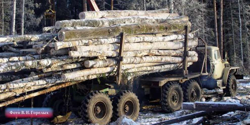 За год у черных лесорубов на Урале изъяли древесины на 13 млн. рублей