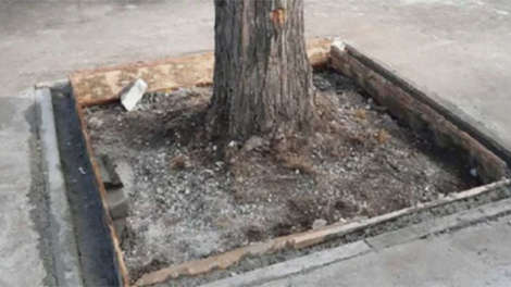 Подрядчик освободил деревья от асфальта на Уралмаше