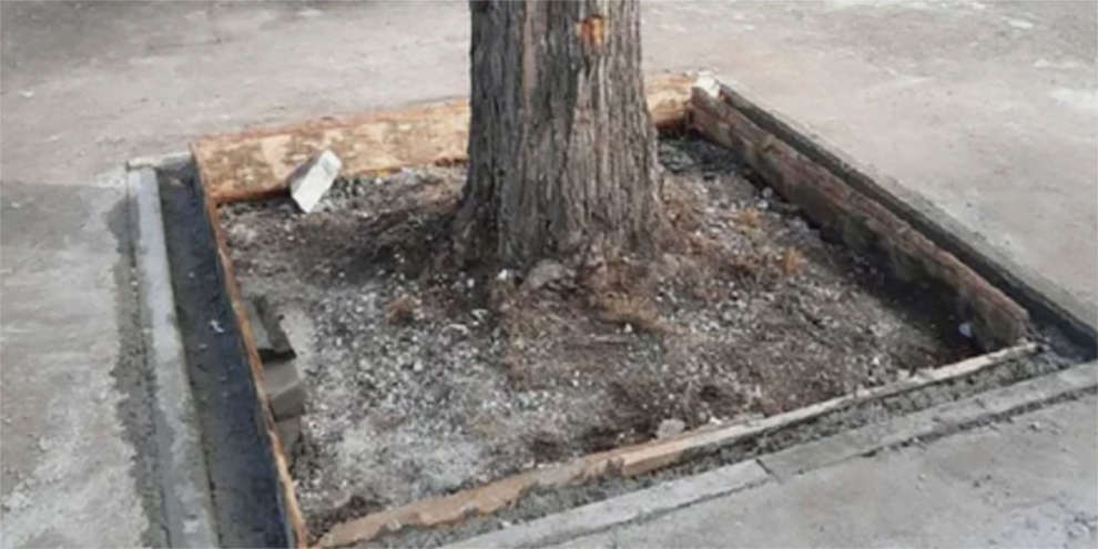 Подрядчик освободил деревья от асфальта на Уралмаше