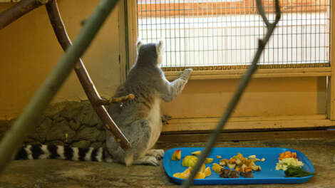 Зоопарк Екатеринбурга запустил акцию «90 добрых дел» в честь своего юбилея